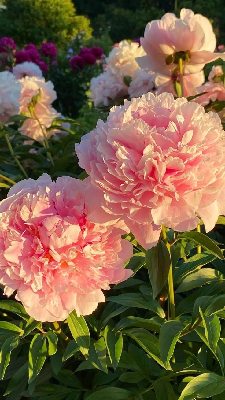 Secret Garden's Lush Blossom Array